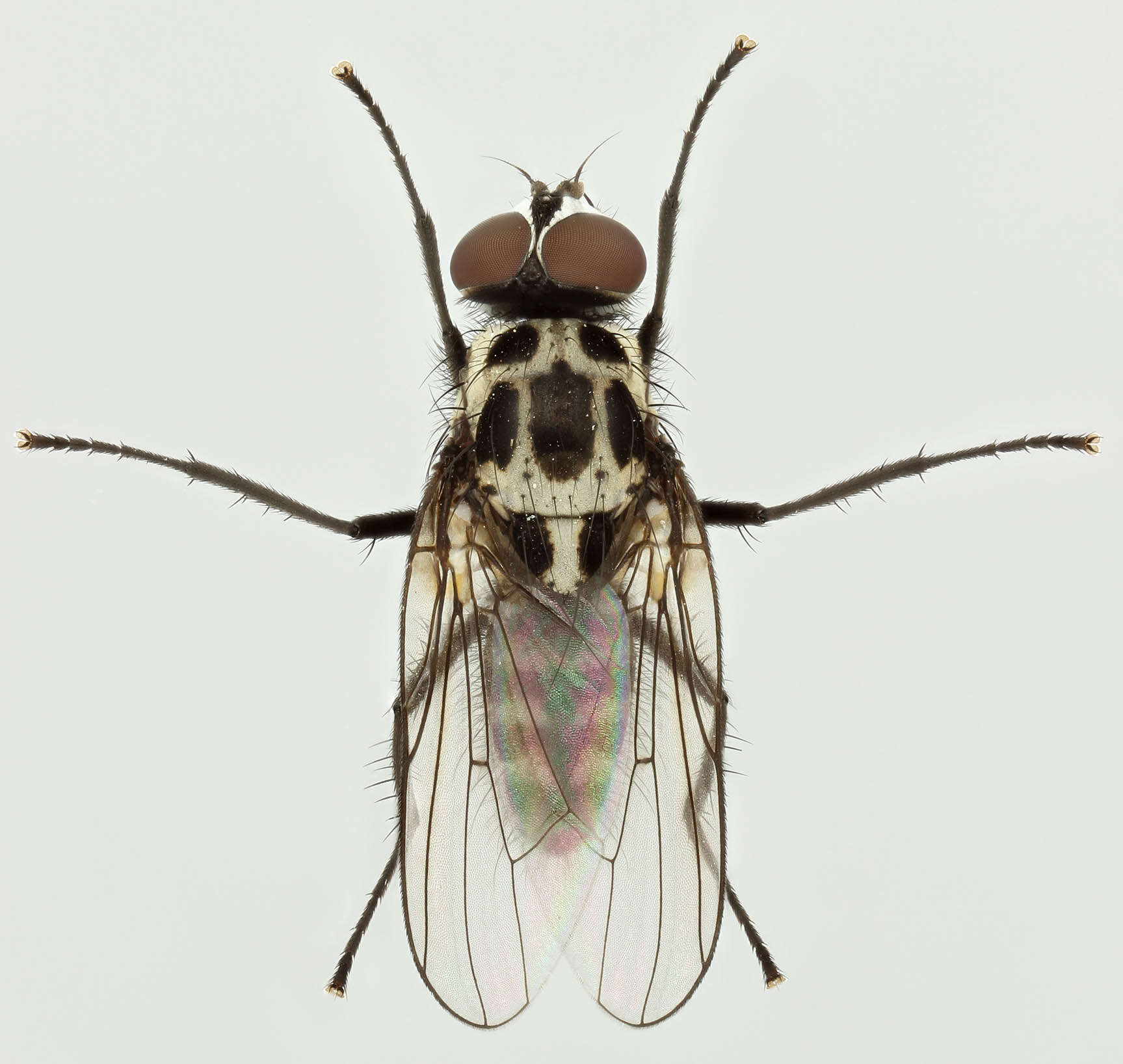 Plancia ëd Anthomyia pluvialis (Linnaeus 1758)