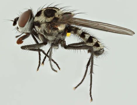 Image of Anthomyia pluvialis (Linnaeus 1758)