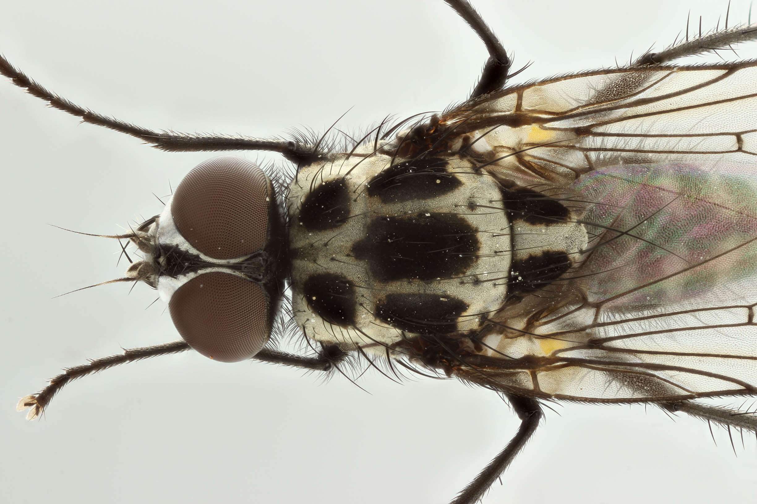 Plancia ëd Anthomyia pluvialis (Linnaeus 1758)