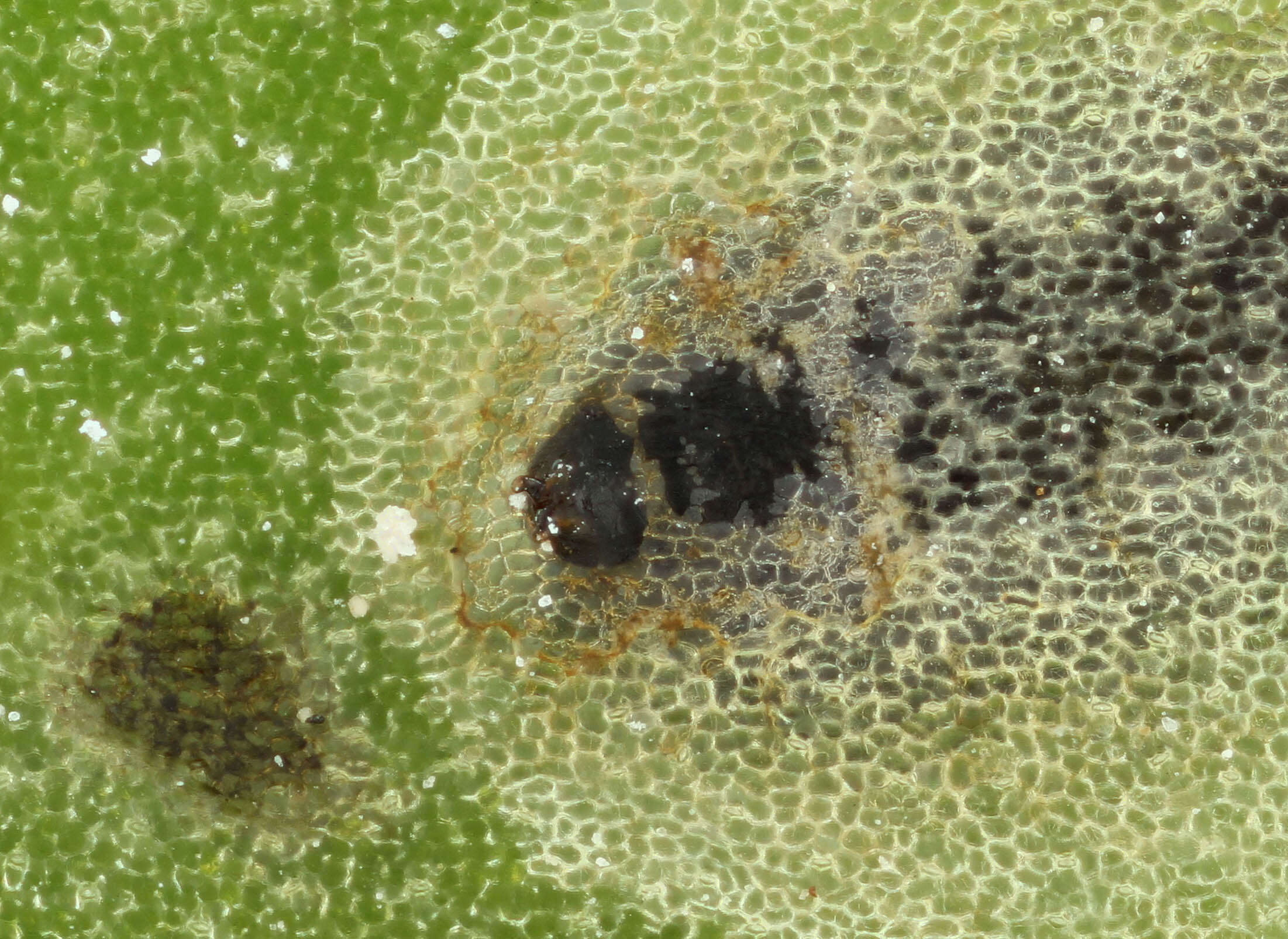 Image of Chromatomyia horticola Goureau 1851