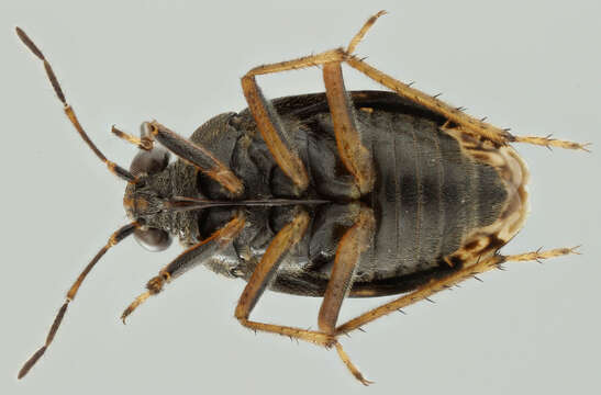 Image of common shorebug