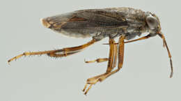 Image of common shorebug