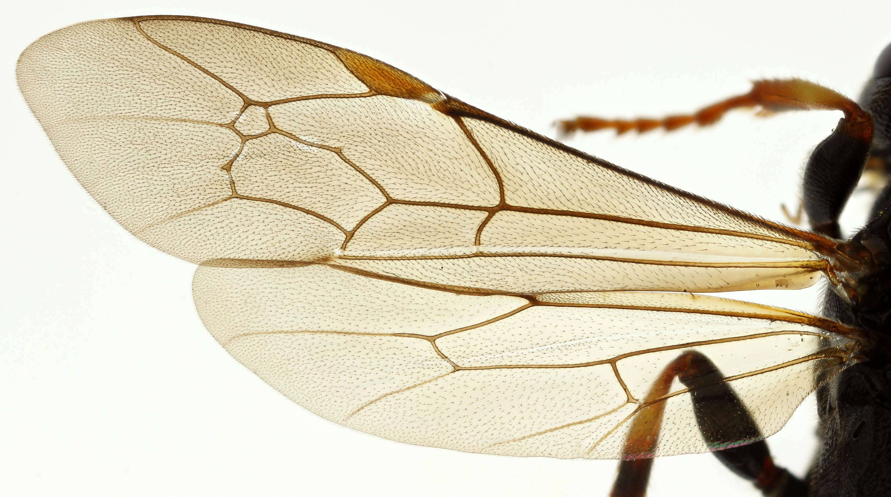 Image of Ichneumon suspiciosus Wesmael 1845