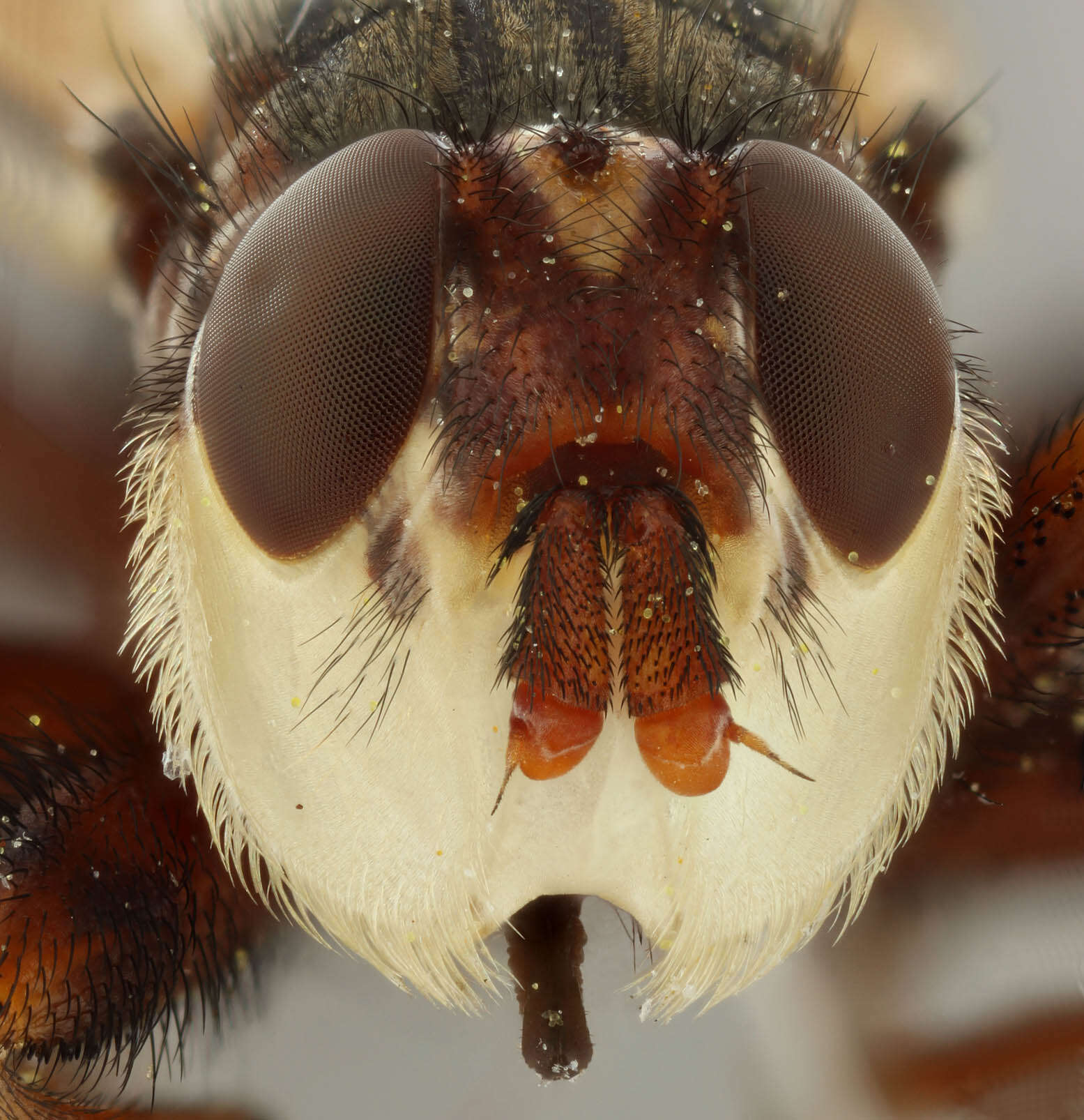 Image of Myopa tessellatipennis Motschulsky 1859