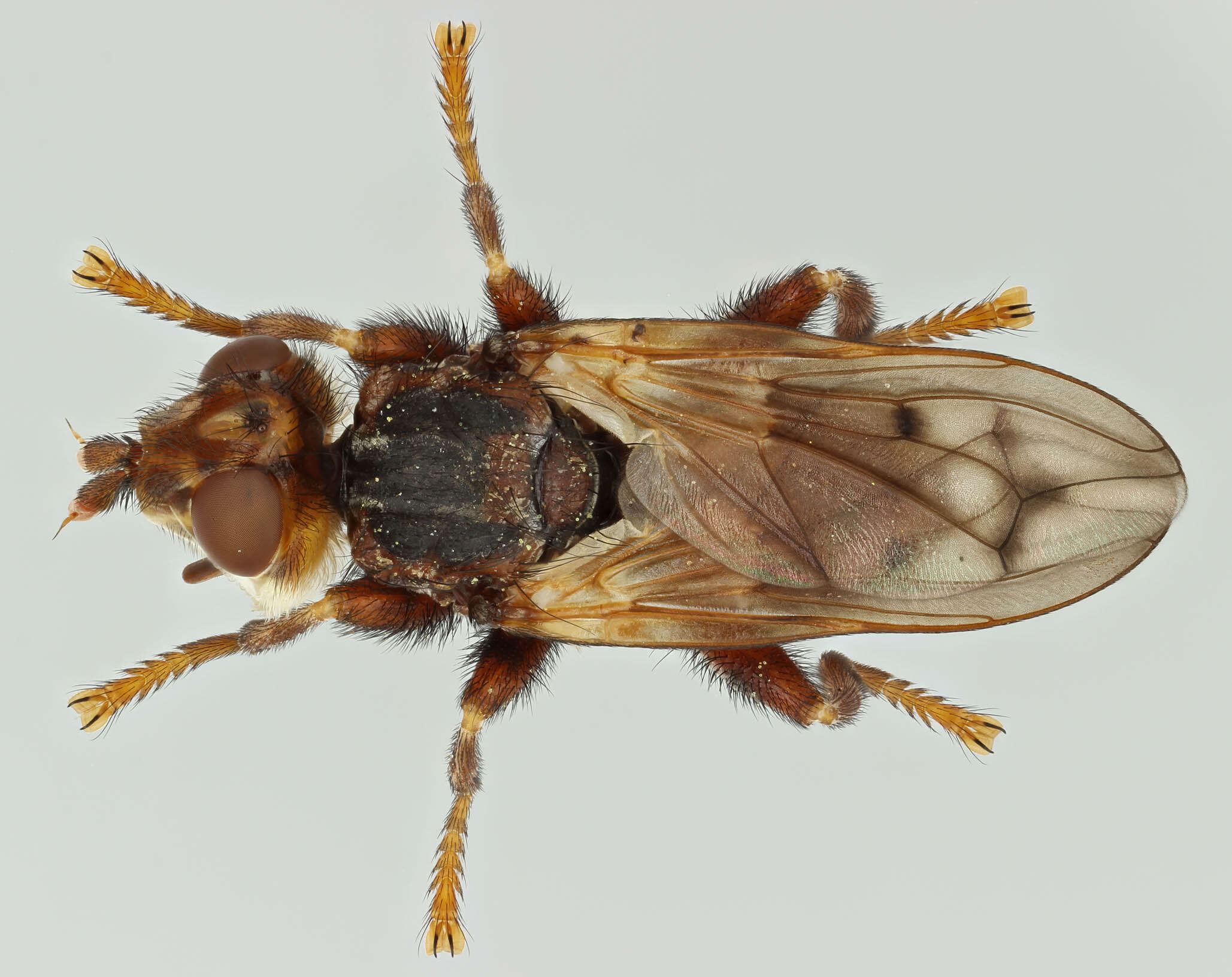 Image of Myopa tessellatipennis Motschulsky 1859