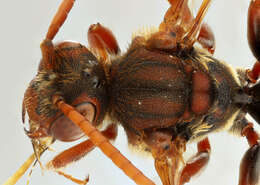 Image of Nomada flava Panzer 1798