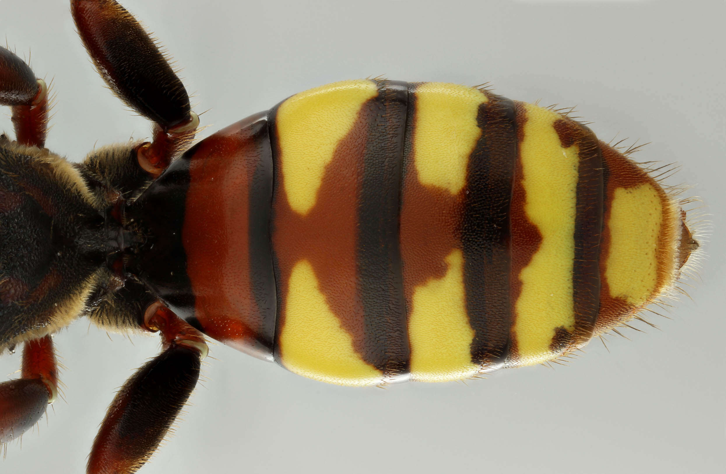 Image of Nomada flava Panzer 1798