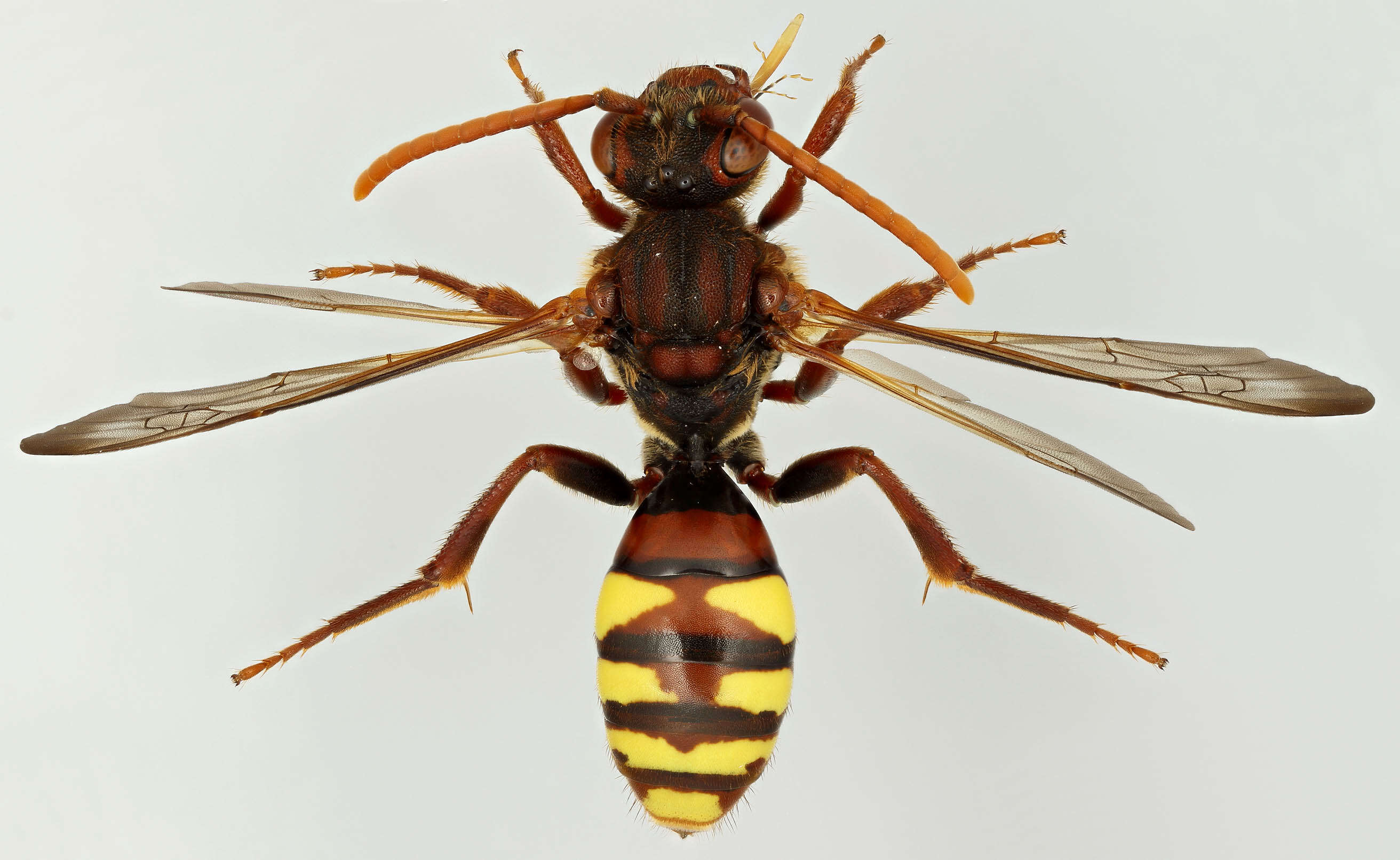 Image of Nomada flava Panzer 1798