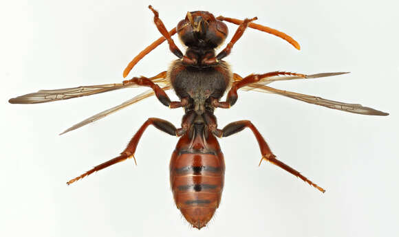 Image of Nomada flava Panzer 1798