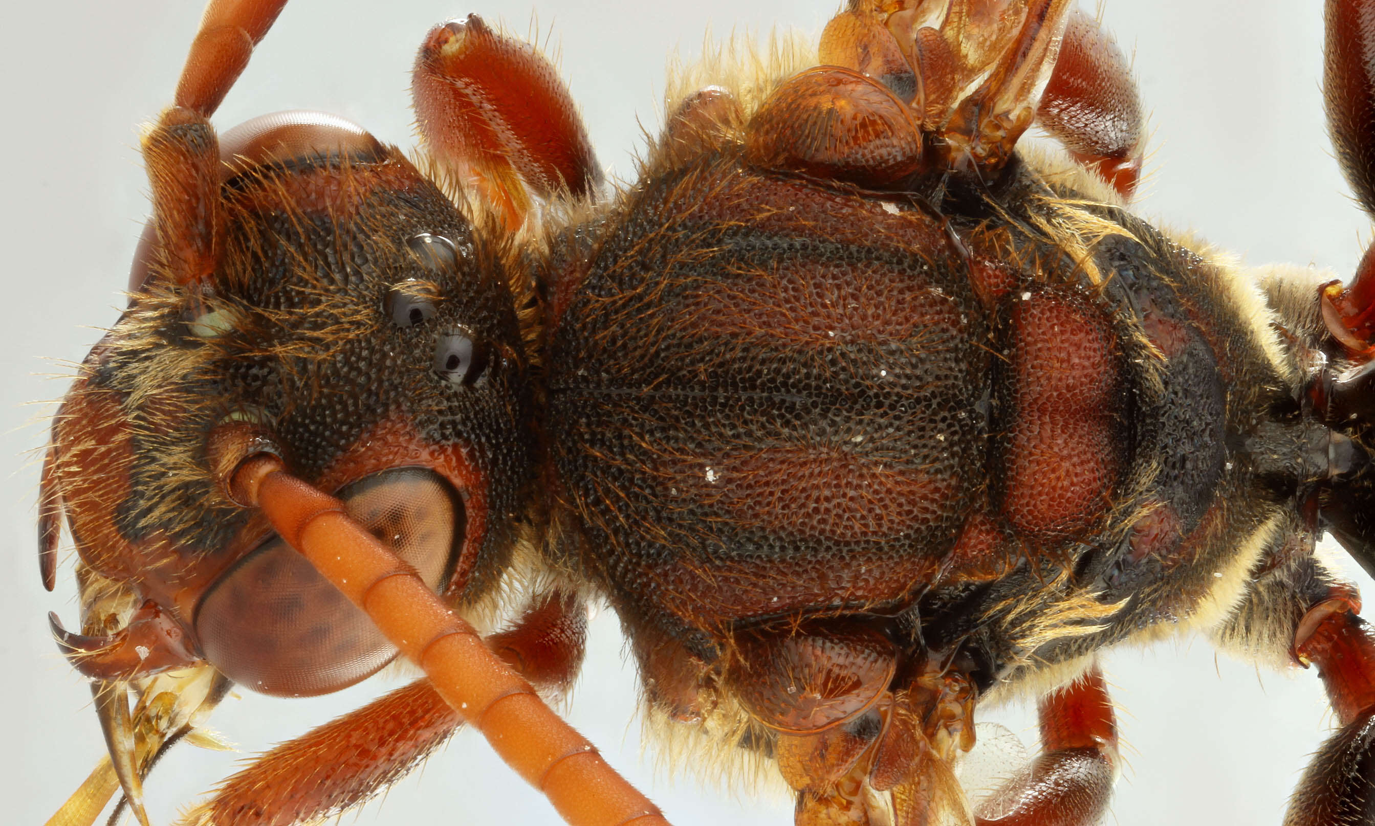 Image of Nomada flava Panzer 1798