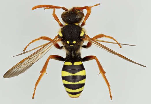 Image de Nomada goodeniana (Kirby 1802)