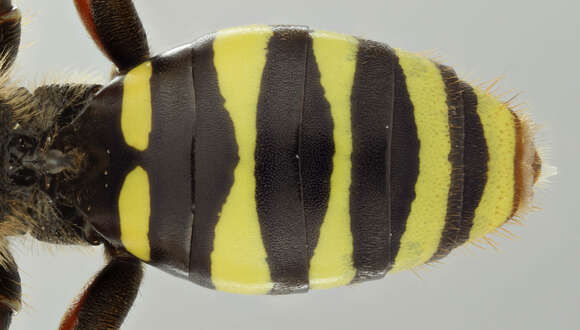 Image of Nomada goodeniana (Kirby 1802)