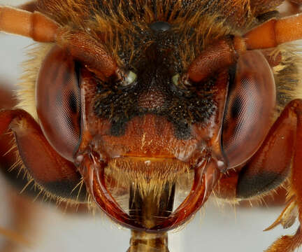 Image of Nomada flava Panzer 1798