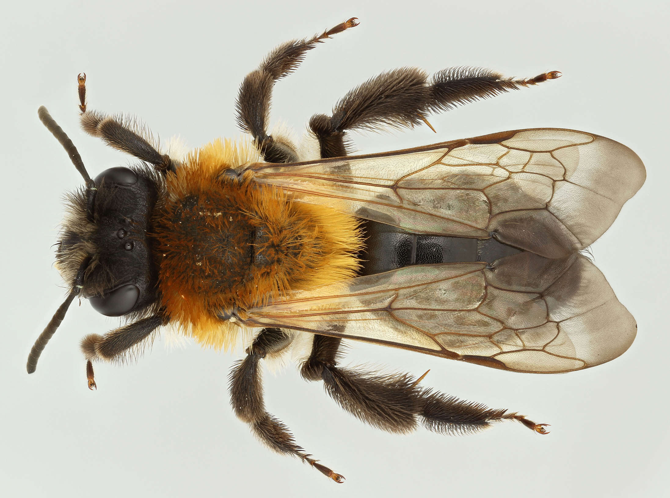 Imagem de Andrena nitida (Müller 1776)