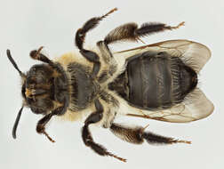 Image of Andrena nitida (Müller 1776)