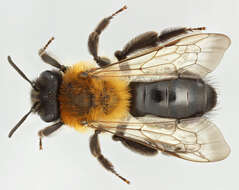 Image of Andrena nitida (Müller 1776)