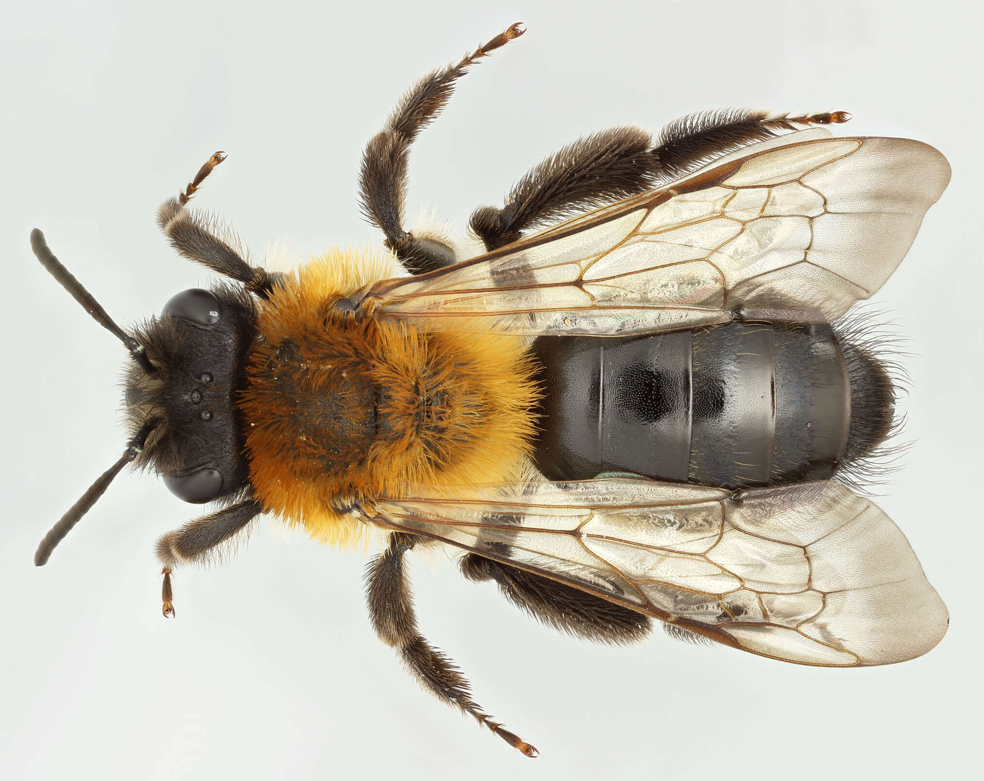 Imagem de Andrena nitida (Müller 1776)