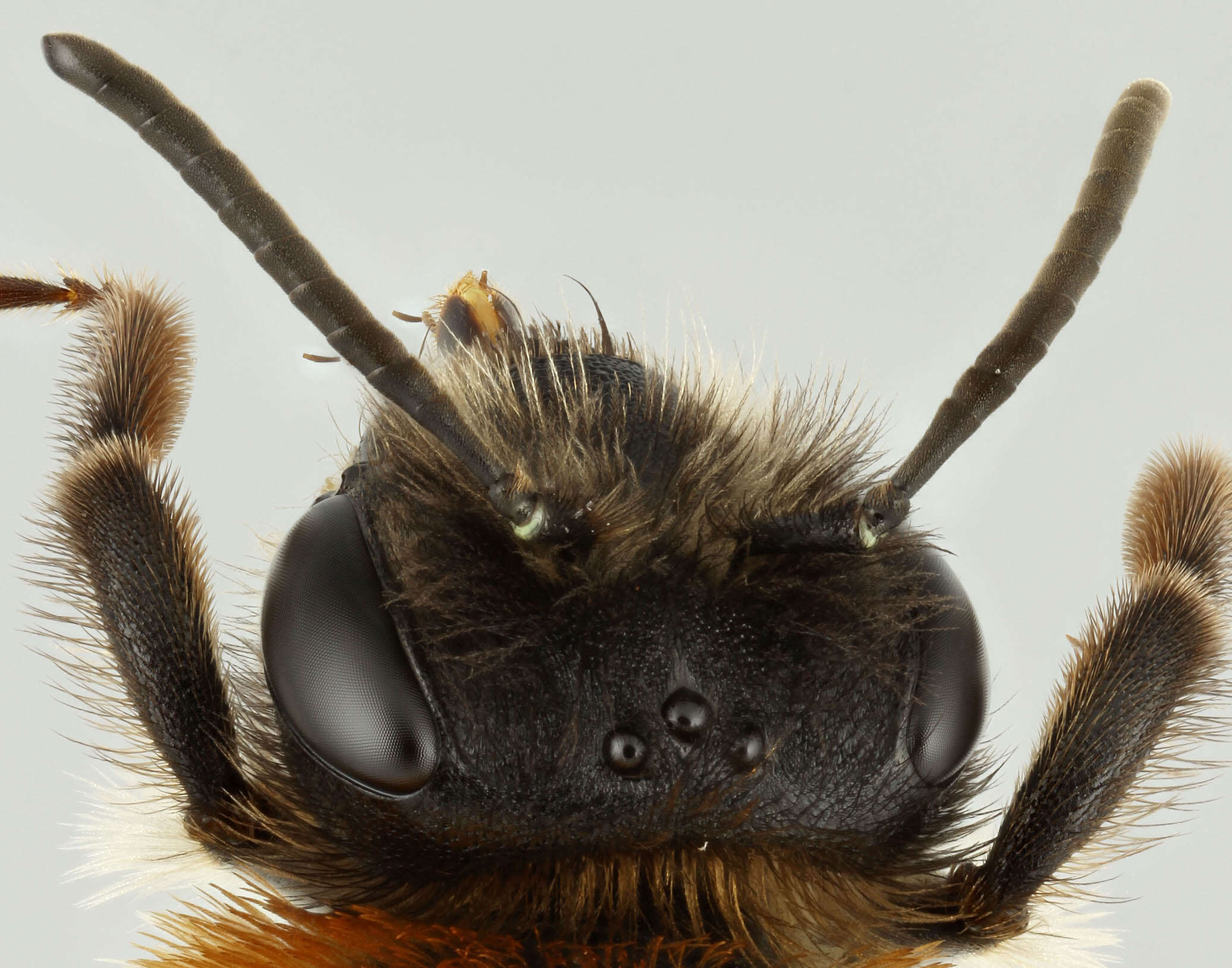 Image of Andrena nitida (Müller 1776)