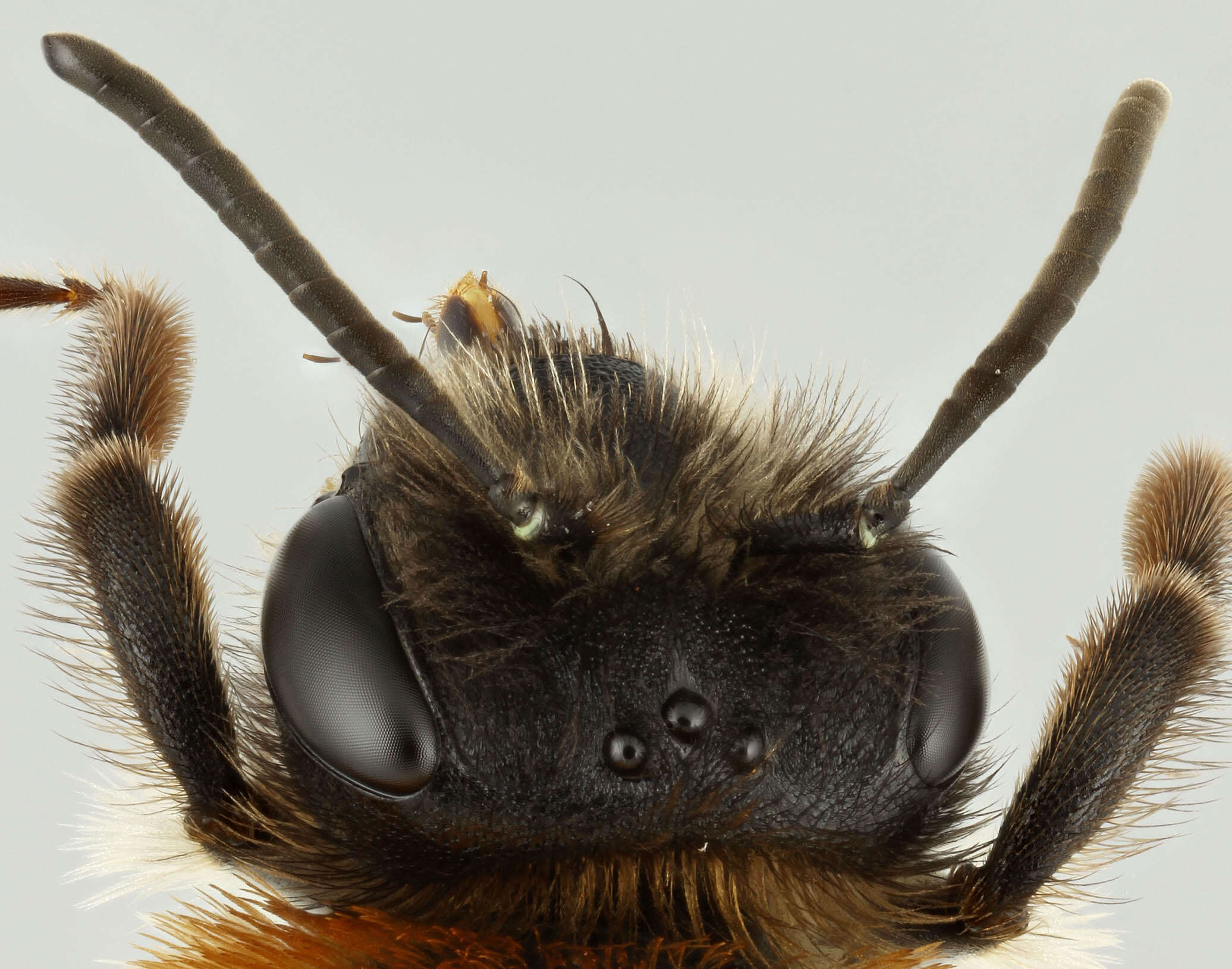 Imagem de Andrena nitida (Müller 1776)