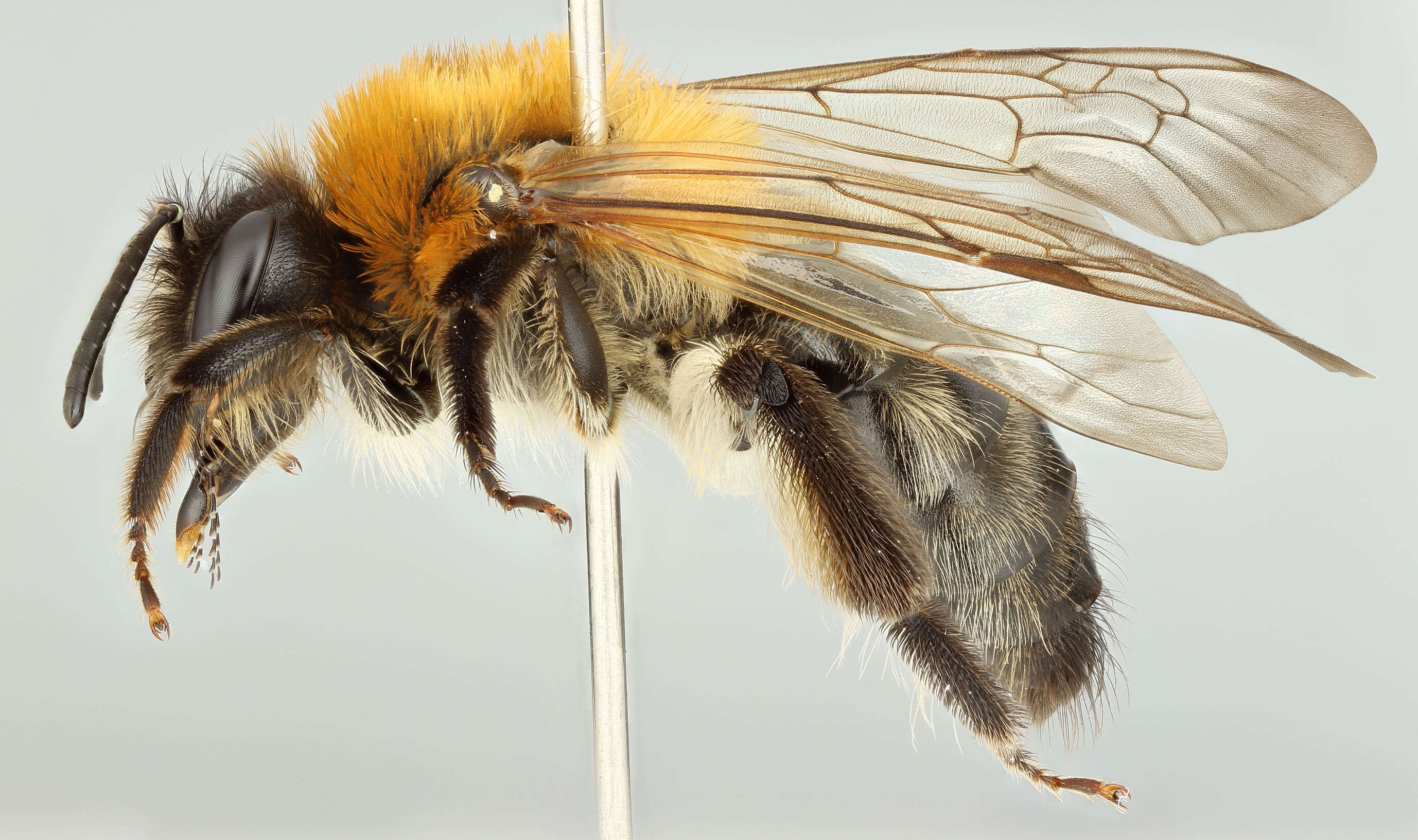 Image of Andrena nitida (Müller 1776)