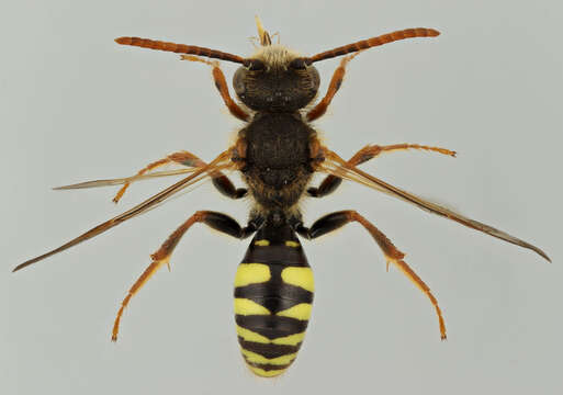 Image of Nomada marshamella (Kirby 1802)