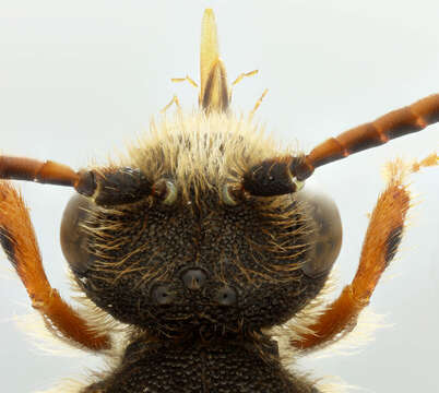 Image of Nomada marshamella (Kirby 1802)