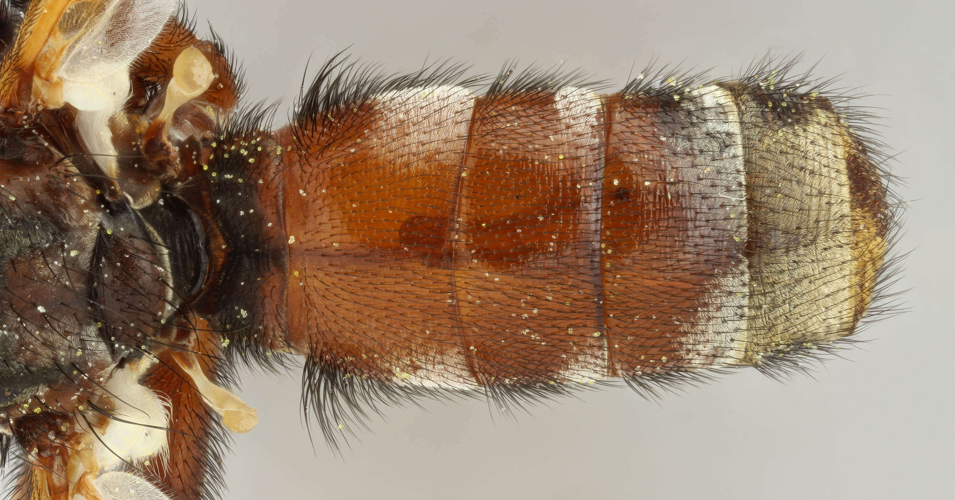 Image of Myopa tessellatipennis Motschulsky 1859