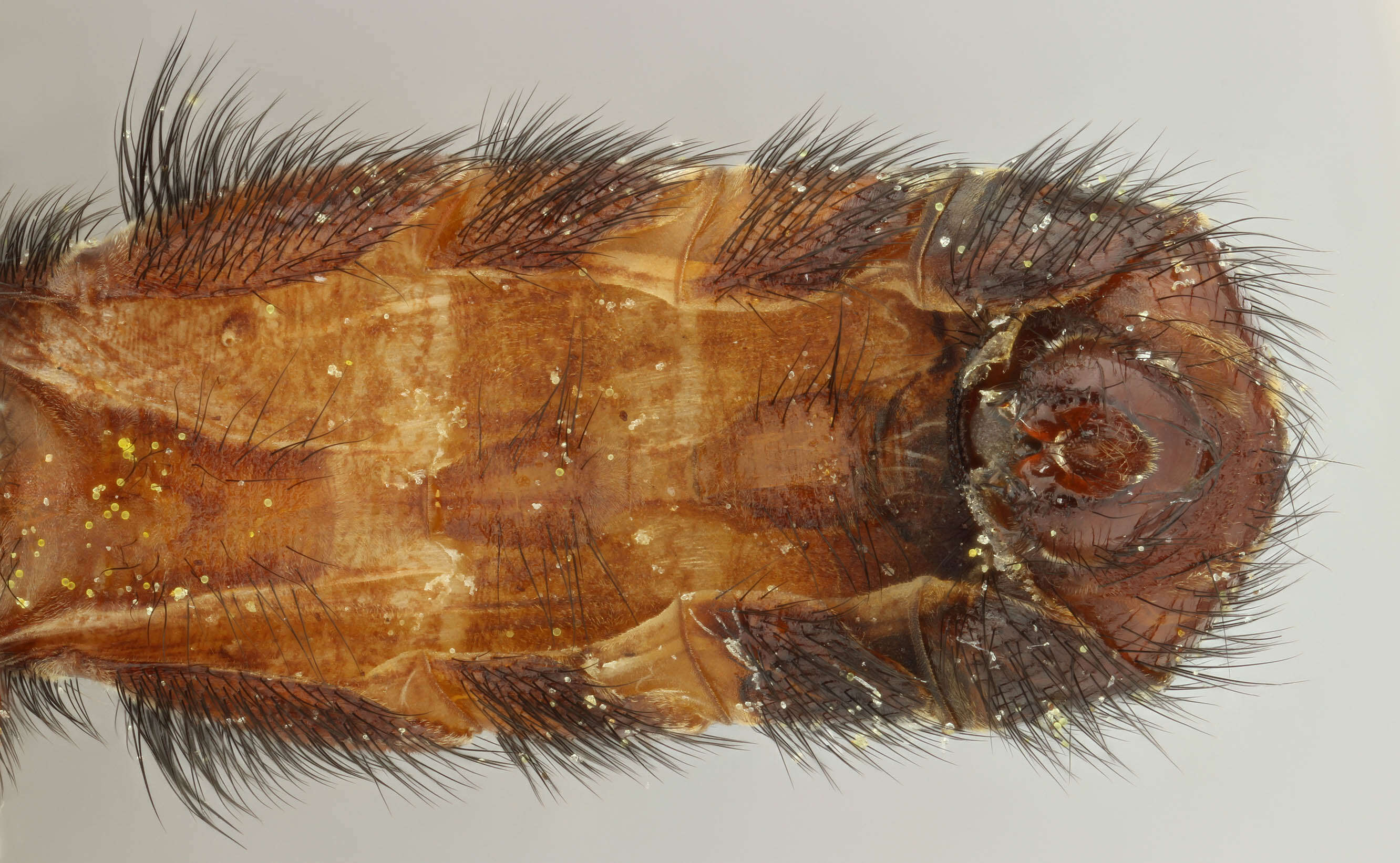 Image of Myopa tessellatipennis Motschulsky 1859