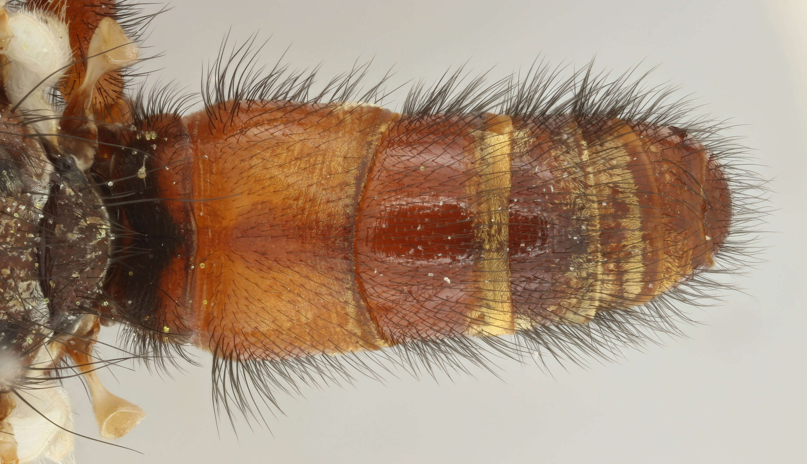 Image of Myopa tessellatipennis Motschulsky 1859