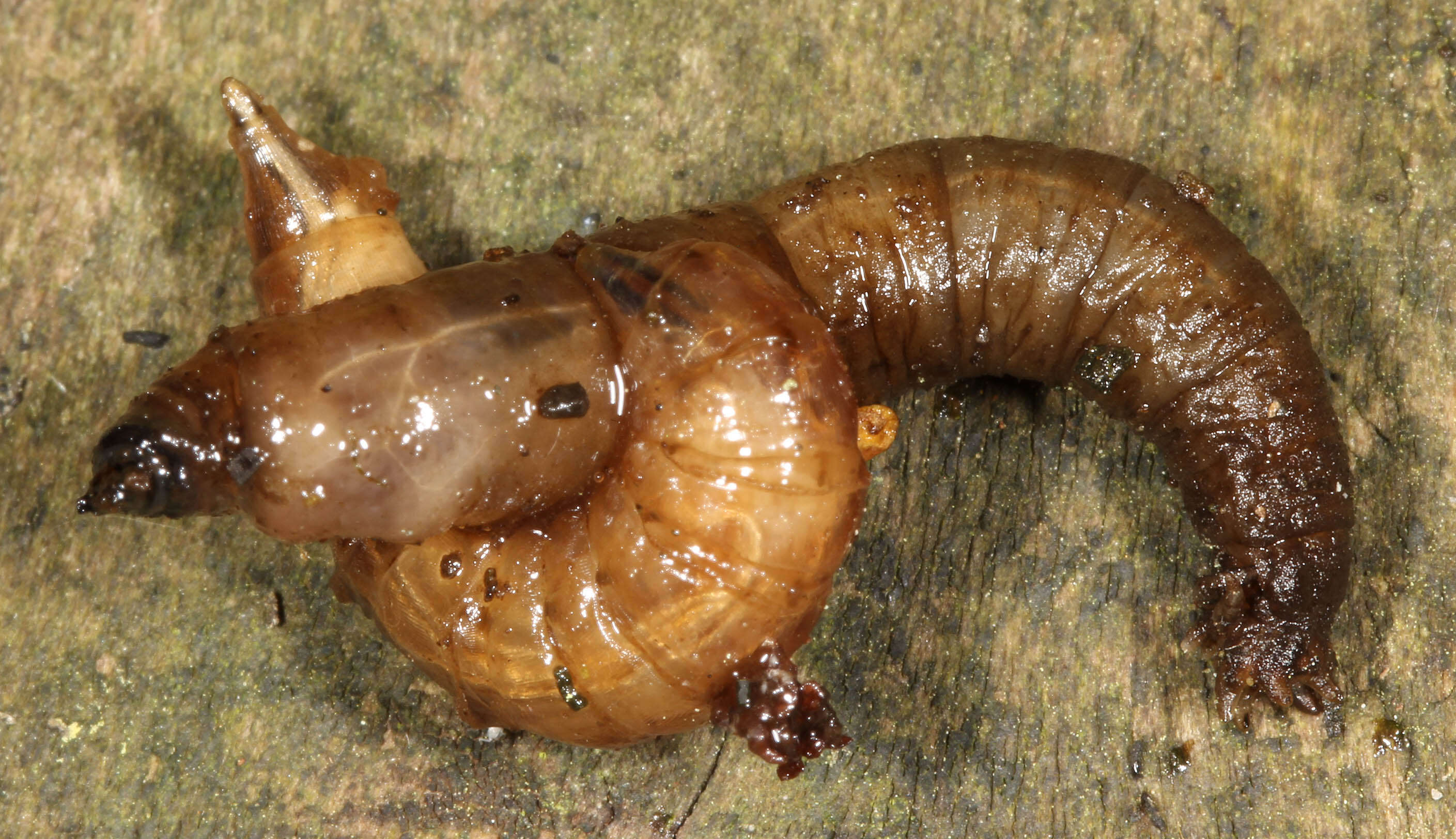 Image de Hybomitra distinguenda (Verrall 1909)