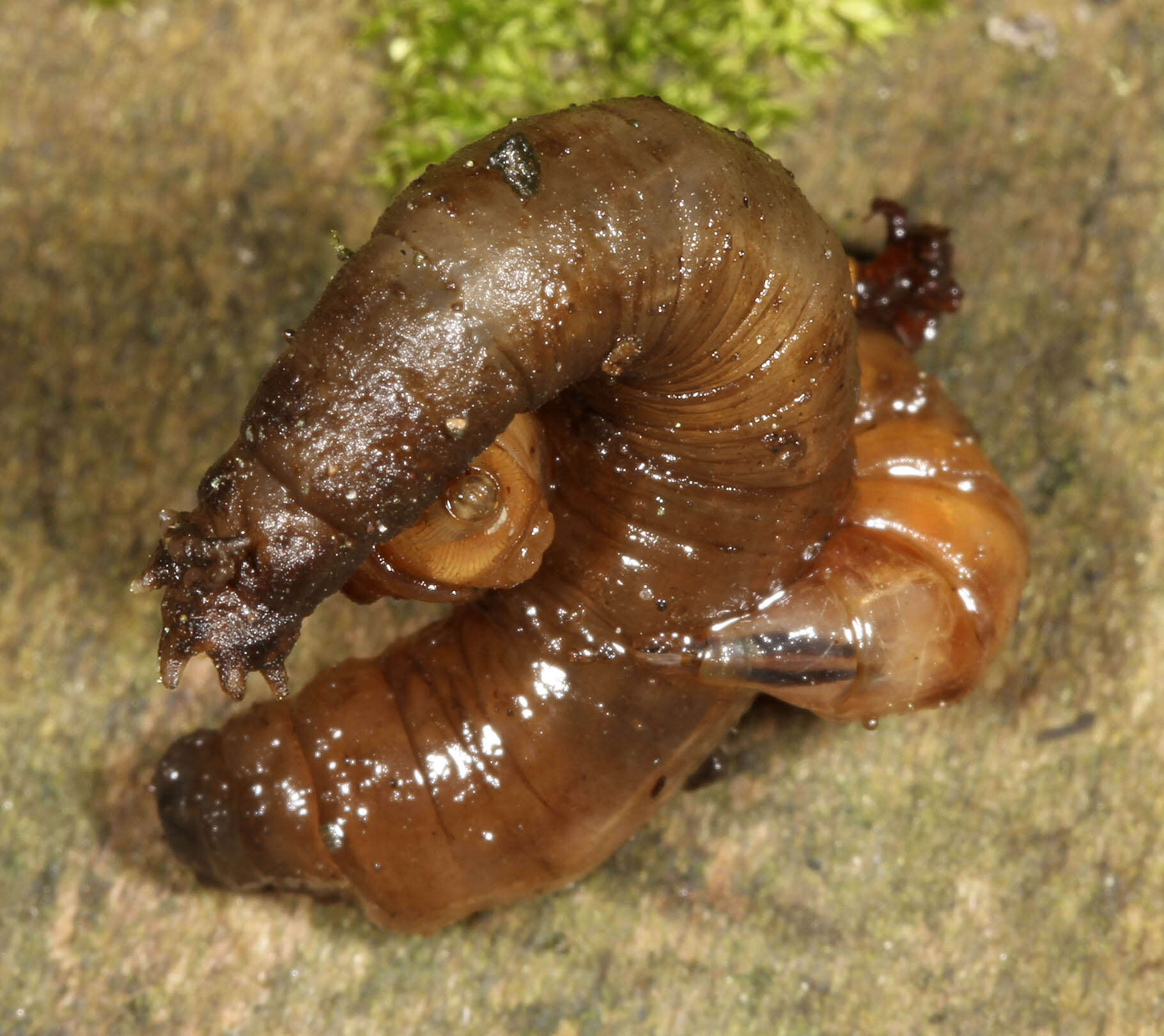 Image de Hybomitra distinguenda (Verrall 1909)