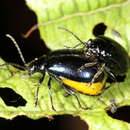 Image of Alder leaf beetle