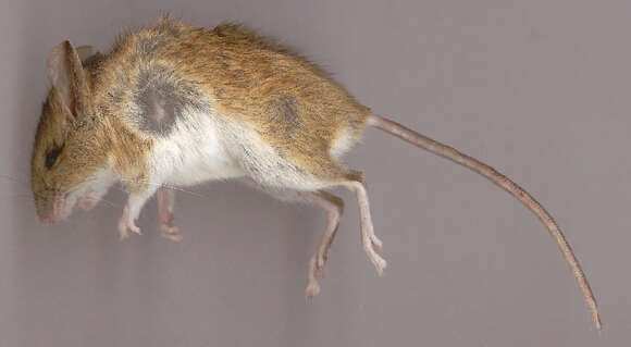 Image of wood mouse, long-tailed field mouse