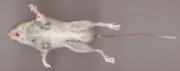 Image of wood mouse, long-tailed field mouse