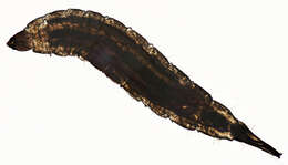 Image of Psychoda