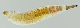 Image of Psychoda