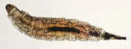 Image of Psychoda