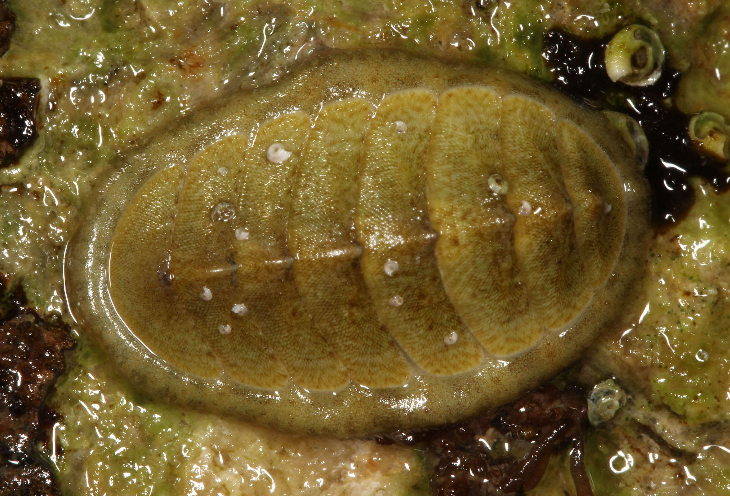 Image of cinereous chiton