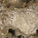 Image of Native oyster