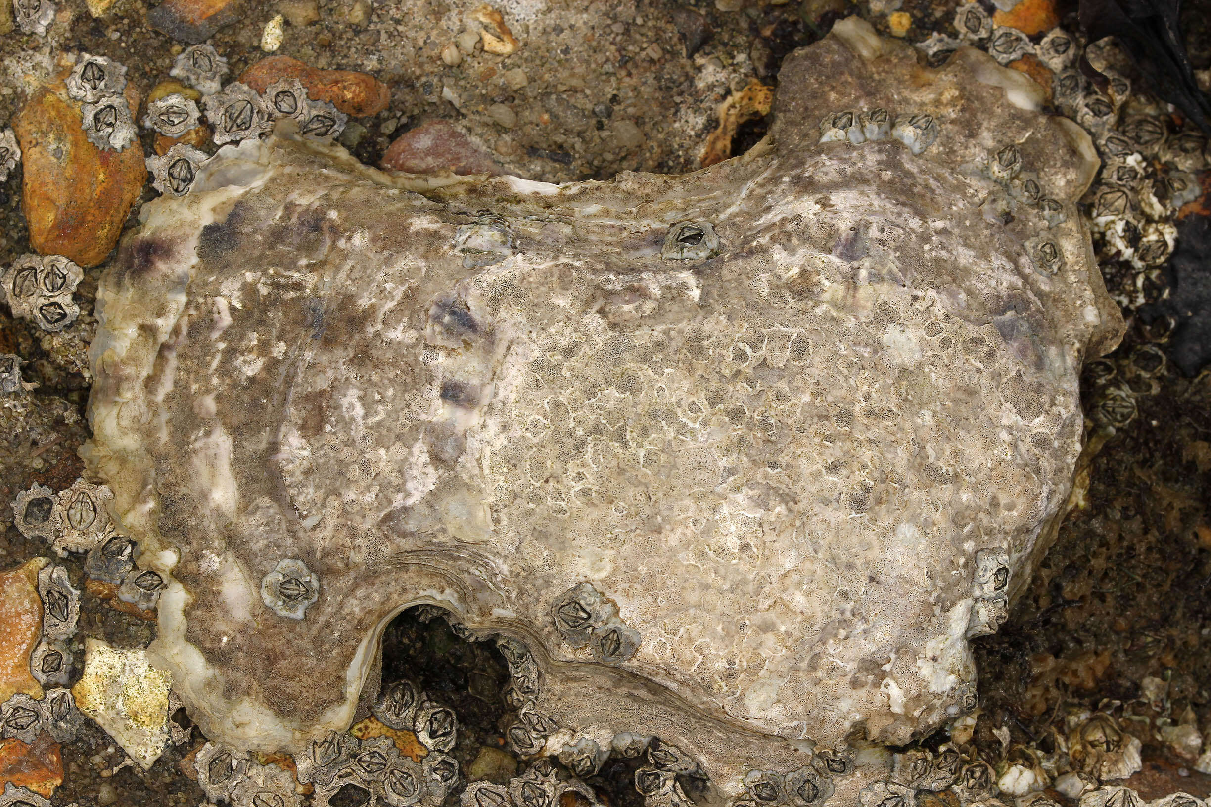 Image of Native oyster