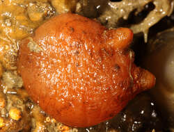 Image of hairy sea-squirt