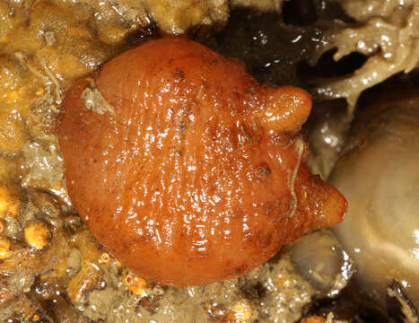 Image of hairy sea-squirt