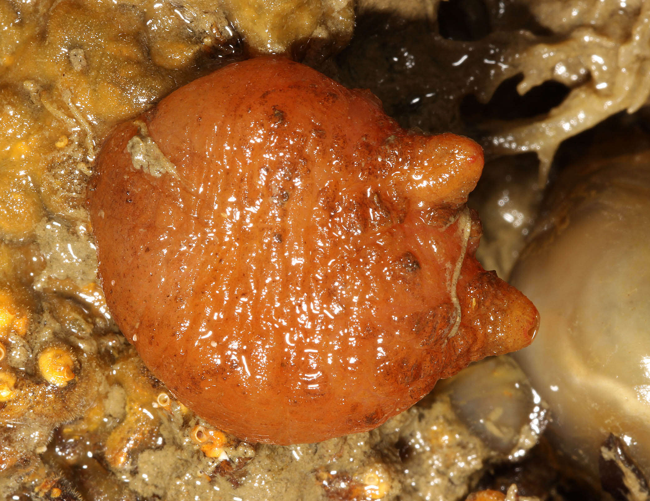 Image of hairy sea-squirt