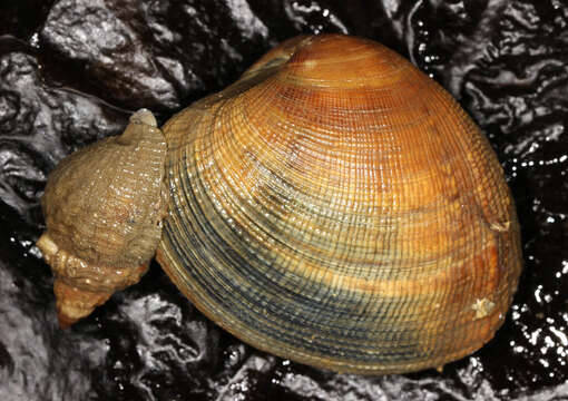 Image of Common whelk