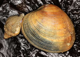 Image of Common whelk