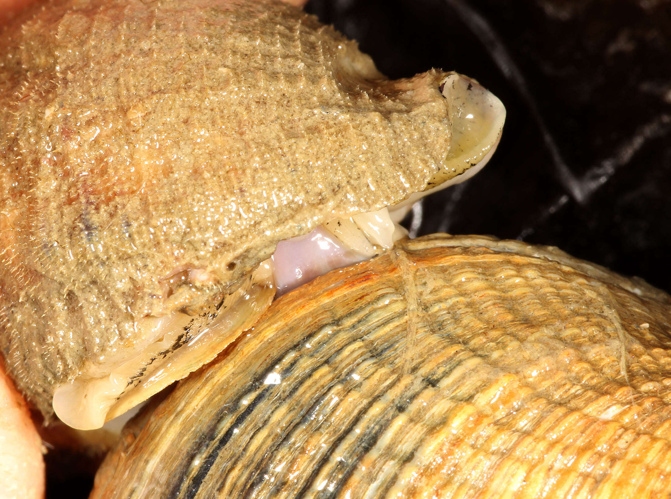 Image of Common whelk