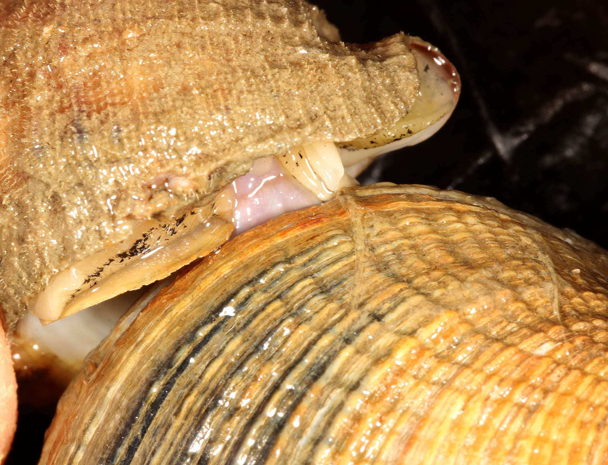 Image of Common whelk