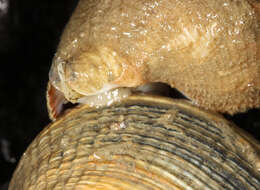Image of Common whelk