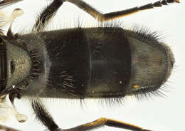 صورة Cheilosia variabilis (Panzer 1798)