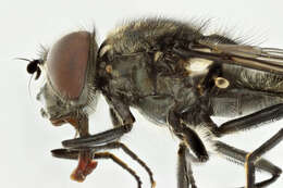 صورة Cheilosia variabilis (Panzer 1798)